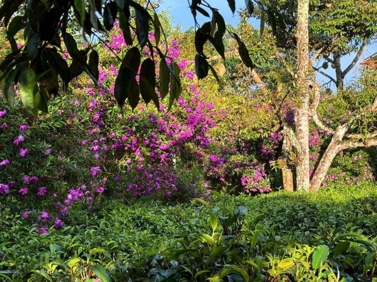 Tea Garden House Villa เบ๋าลอก ภายนอก รูปภาพ