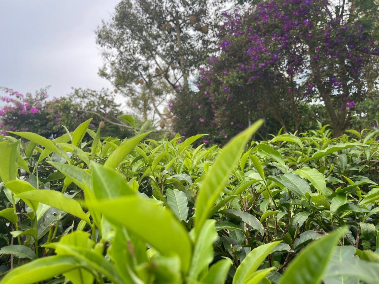 Tea Garden House Villa เบ๋าลอก ภายนอก รูปภาพ