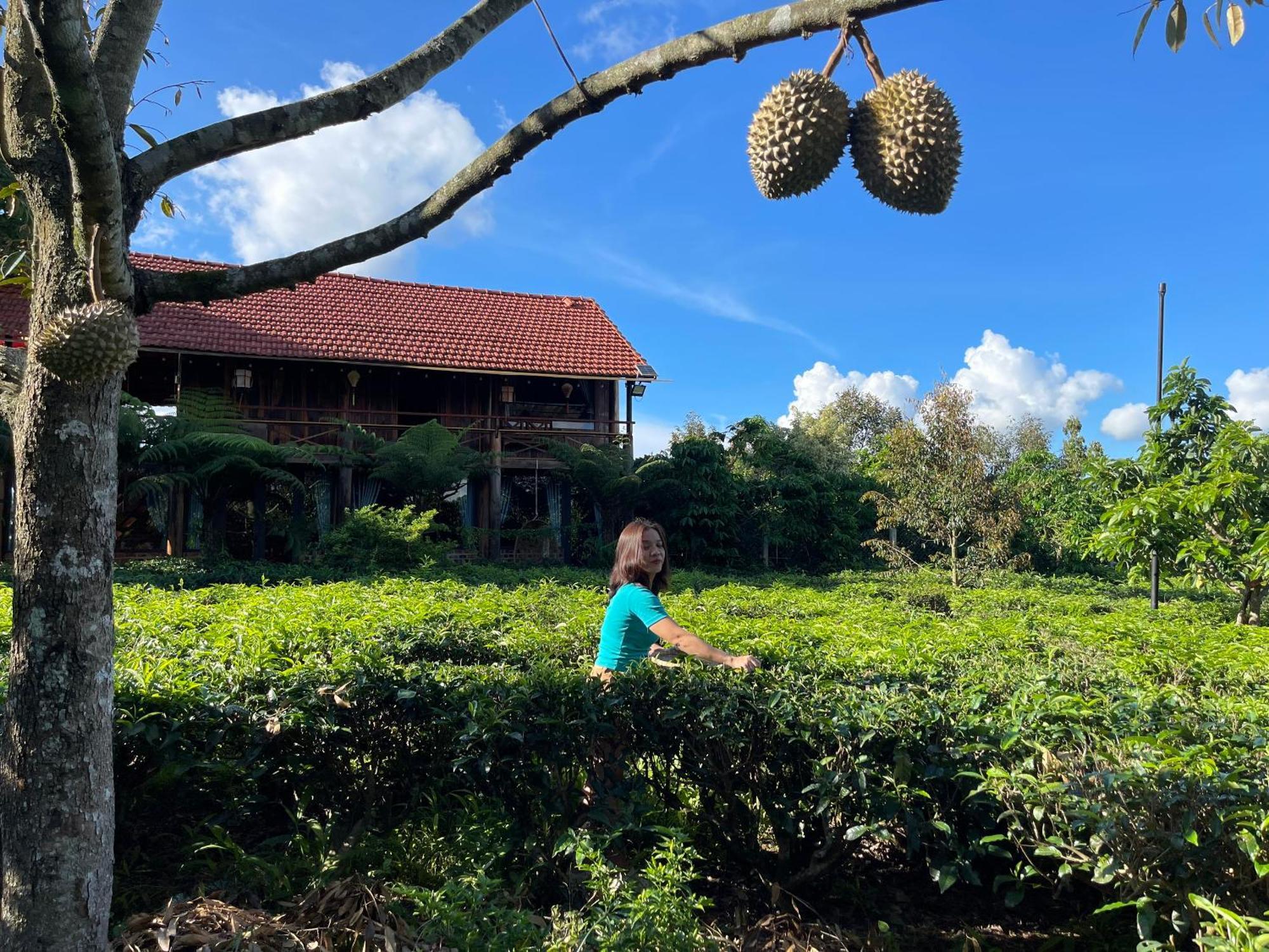 Tea Garden House Villa เบ๋าลอก ภายนอก รูปภาพ