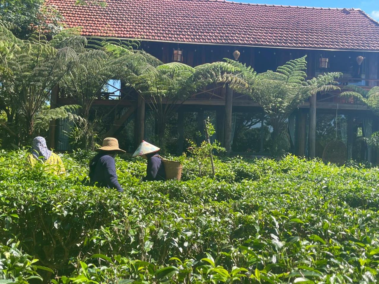 Tea Garden House Villa เบ๋าลอก ภายนอก รูปภาพ